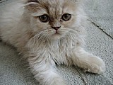 Perské koťátko