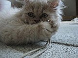 perské kotě