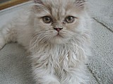 perské kotě