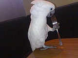 Kakadu Bílý,ručně dokrmený mazlík