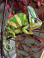 Chameleon jemenský - Ch. calyptratus -