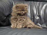 perská koťátka