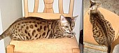 Bengálská kočka - chovný pár