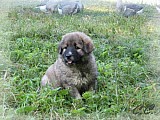 Kavkazský pastevecký pes - štěňata s PP