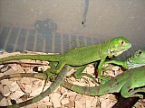 LEGUÁN ZELENÝ - iguana iguana