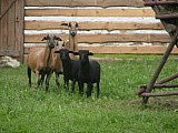 zadám jehničky kamerunské ovce