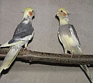 Korely, andulky,agapornis