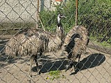 Pstros-emu hnedy