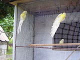 Papoušci zpěvavý