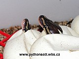 Krajta královská - python regius