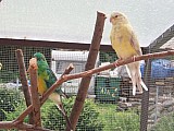 Odchovy papouška zpěvavého