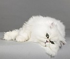 Koťata perské stříbřité činčily