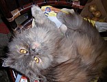 Ztratila se perská šedá kočka v Suchdole u Kutné H