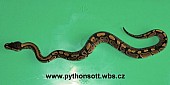 Krajta královská - python regius