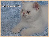 Mazlivé koťátko - exotický colorpoint kocourek, PP