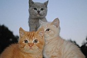 Britské koťata k prodeji-Třebíč