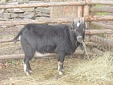 Zdarma - Kamerunský kozel