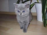 Britská modrá kočička bez PP