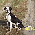 Bernský salašnický pes křížený labradorem