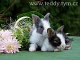 Zakrslí TEDDY králíčci
