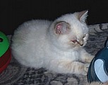 Britské colourpoint koťátko a luxusní kočička s PP