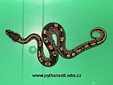 Krajta královská - python regius ODCHOV 2010