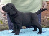 Labrador retriever, černá fenečka s PP, 3 měsíční