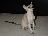 Siamská koťátka