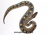 Krajta královská - python regius ODCHOV 2010