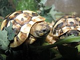 Suchozemská želva - super dárek pro děti