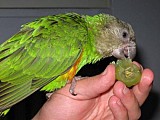 Papoušek senegalský + klec