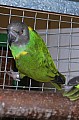 Vymením samičku papagája senegalského
