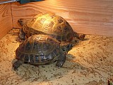 suchozemské želvy