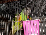 papoušek senegalský