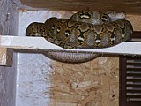 Python reticulatus superdwarf - pár vcelku