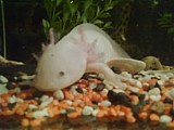 prodám axolotla mexického
