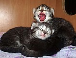 Sibiřská koťata.