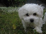 Štěňátka bílého boloňského psíka s PP