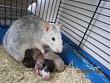 Potkaní mimča