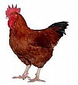 Kalimero selské kuře