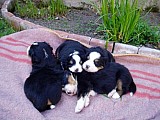 Bernský salašnický pes - prodej štěňat