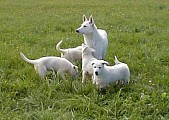 Bílý švýcarský ovčák
