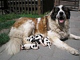 Moskevský strážní pes štěně s PP