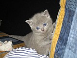 Koťátka britská modrá