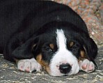 Appenzellský salanický pes – štěňátka s PP k odběr