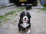 Bernský salašnický pes - prodám