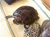 Prodám želvu nádhernou včetně zavedeného akvária