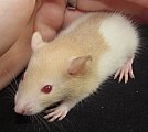 Potkaní prcci