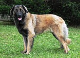 Estrelský pastevecký pes - Portugalský Leonberger