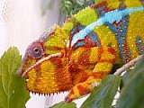 Chameleon pardali (Furcifer pardalis) Ambilobe F2